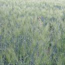 언제 좋은 문장이 나올까/ 정 여 울 이미지