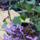 블루아짐 이미지