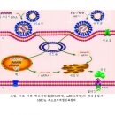 北, 어제 코로나로 21명 사망/北 백신접종률 0%/북한이 mRNA 백신을 연구하고 있다(펌) 이미지