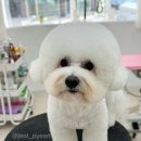 창원 애견 미용 북면 &#34;디어뚜뚜&#34; | 내돈내산 후기