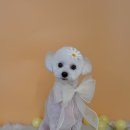 그루아미 이미지