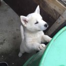 멍뭉이네 살롱 이미지