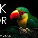 Colorful Dynamic Animal of 12K HDR Dolby Vision 120fps 이미지