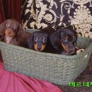 베르네집 이미지