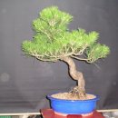 곰솔농장 이미지