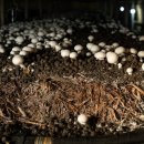 김정호 농장 이미지