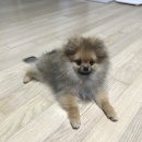 원생이들 Daum카페