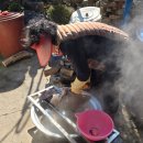 김종배농장 이미지