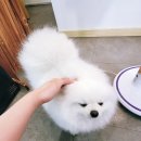 구암동468 | 대구 북구 반려견 건강한 수제간식 전문점 <멍멍피아>