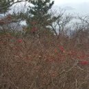 서포바다약국 | [스크랩] 2015.12.20. 약산 그랜마김, 남해 호구산 군립공원엘 가다.