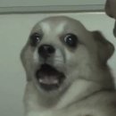 낼름 낼름 이미지