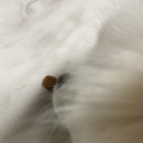 전주동물약국 이미지