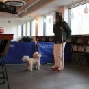 펫시터(반려견) 자격증 과정 이미지