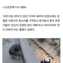 에버랜드 최초의 판다 리리 이미지