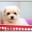 애견샵 어린왕자 이미지