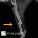24시스마트동물메디컬센터 이미지