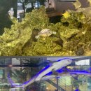 뚱뚱한크로플 | 수원 영통 경희대 근처 혼카페 데이트하기 좋은 대형카페 아라