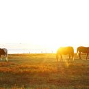 여운목장 이미지