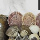 울진어패류 이미지