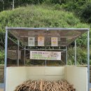 우산빛여울채 버섯마을 | 인제 속삭이는 자작나무숲 여름 방문 후기 산책로 난이도 및 소요시간 등 꿀팁 후기