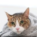 묘신사 그루밍 이미지