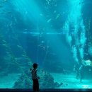 11545-02-36-31 | 제주 아쿠아플라넷 31개월 아기랑 방문 후기 :: 유모차,동선,관람시간,뗏마체험, 꿀팁 총정리