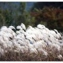 무괴아심 이미지