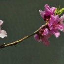 복사꽃향기 이미지