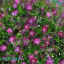 블루 아리아 이미지