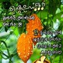 토요일아침편지 ♨️오늘은 소서(小暑)♨️ 본격적인 더위 시작! 이미지