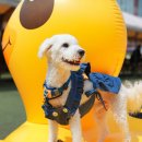 도그 스포지움 이미지