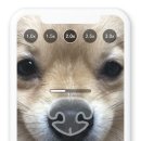 파이리코 이미지