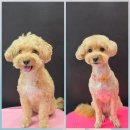 루이스독 이미지