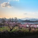 고향의 봄 이미지