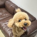 머피하우스애견샵 | 광주 수완지구 애견미용 그루밍하우스 — 믿고 맡긴 우리 아이 스파 데이 후기