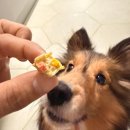 동그랑댕 이미지