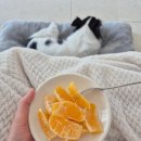 영상으로 만나는 정크, 클라운 | [임신일기] 임신 6~8주차, 심소 확인 그리고 입덧 시작