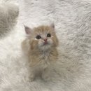 개청순한고양이 이미지