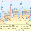 팜네이처스 이미지