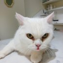 예뻐질고양 이미지