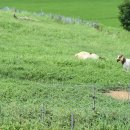 얼룩목장 이미지