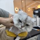 도도 Grooming 이미지