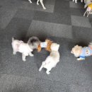 젠틀펫동물병원 이미지