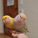 도도참치 이미지