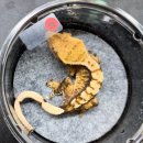 크레도 코리아 이미지