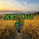 개나리어린이공원 | 응봉산 개나리 실시간·축제 가는법