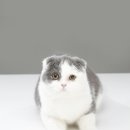 삼마네개냥이 이미지