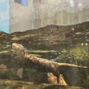 세교5로 핫딜폰 앞 | 일산 아이랑 가볼만한곳 아쿠아플라넷 일산 주말 방문 후기 소소한 tip