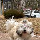 스니프 아틀라스 이미지