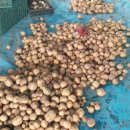 금원농장 이미지